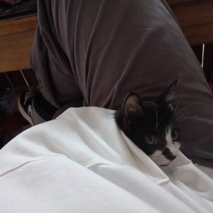 火影18 游戏手游入口
